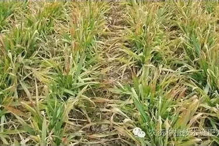沙土地里种小麦缺磷肥吗怎么补救？