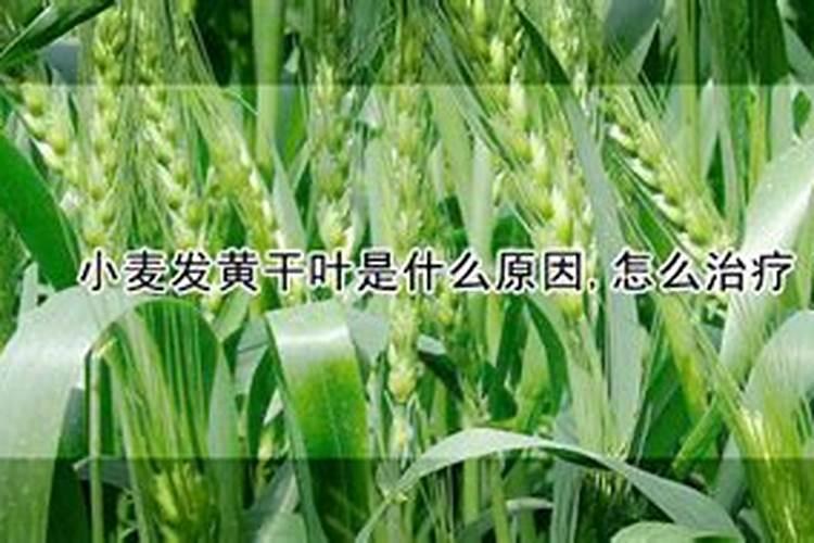 目前小麦叶子发黄是什么要产生什么病害？