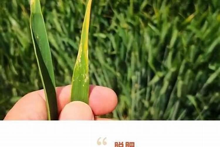 小麦春季叶片发黄的原因以及如何防治