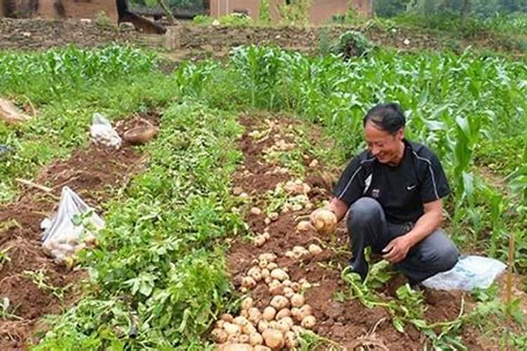 种土豆每亩用多少肥料最好