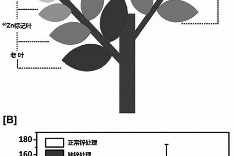 锌元素在果树上的作用 简单介绍一下
