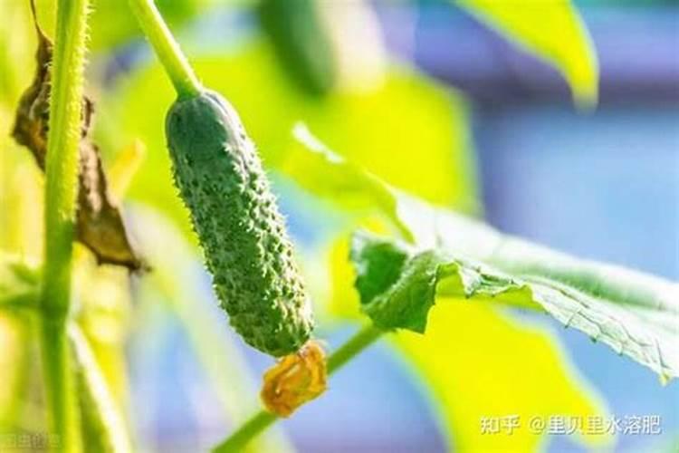 黄瓜什么时候用平衡肥最好呢？