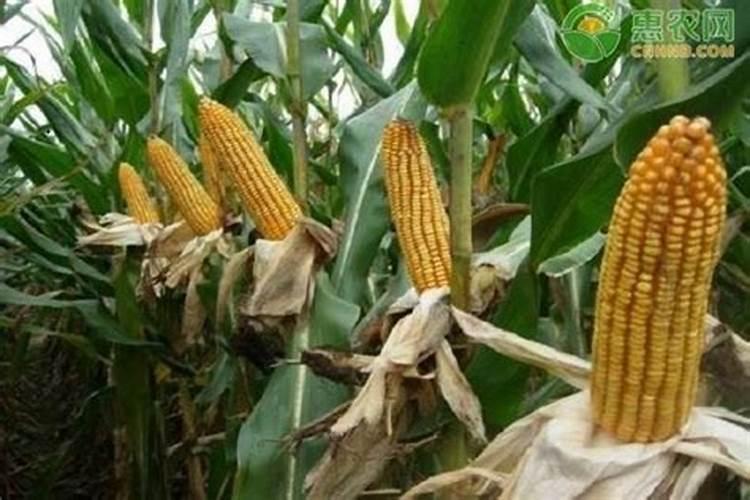 种玉米用什么复合肥肥料最好