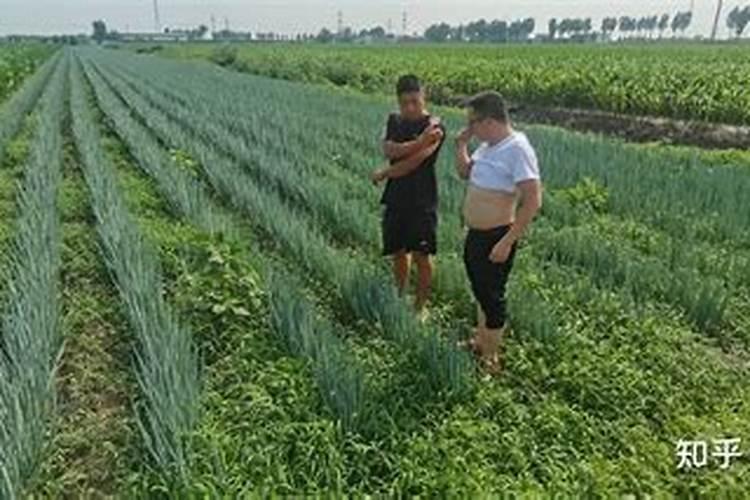 大葱中后期需要什么肥料