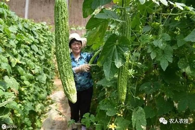 苦瓜打什么农药结瓜多