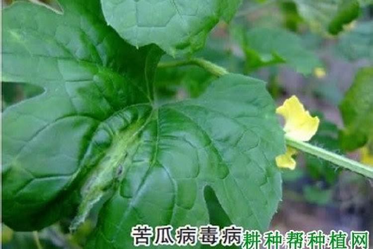 大棚苦瓜用什么药可以多结瓜