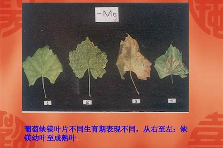 植物镁肥过量的症状有哪些表现？