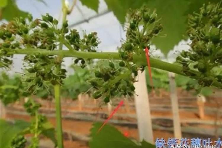 葡萄果穗缺硼,缺锌到着色期有啥区别？