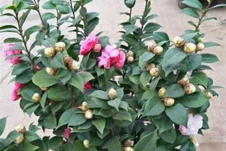 茶花如何施氮肥长得好