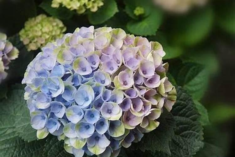 绣球花施肥时间和方法