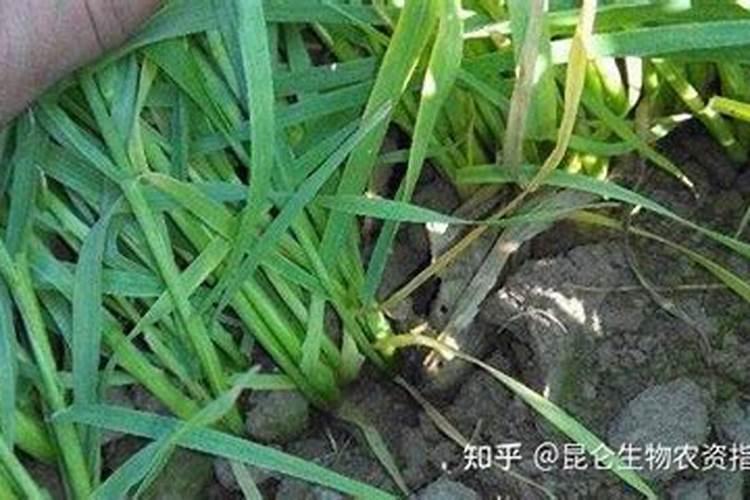 小麦防病增产套餐什么配方好？