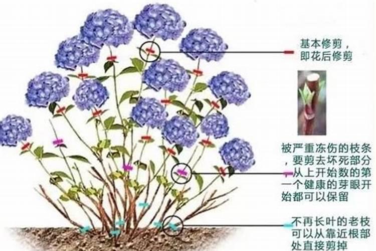 绣球修剪后怎么用芸苔素消毒？