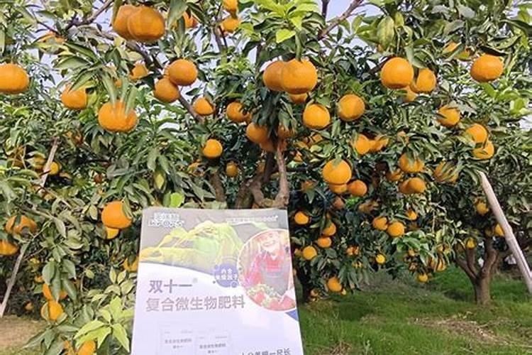 柑橘开春用什么肥料 柑橘春季施肥技术介绍