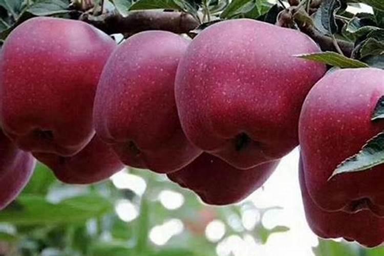 苹果用什么肥料果实更甜 增甜施什么肥好