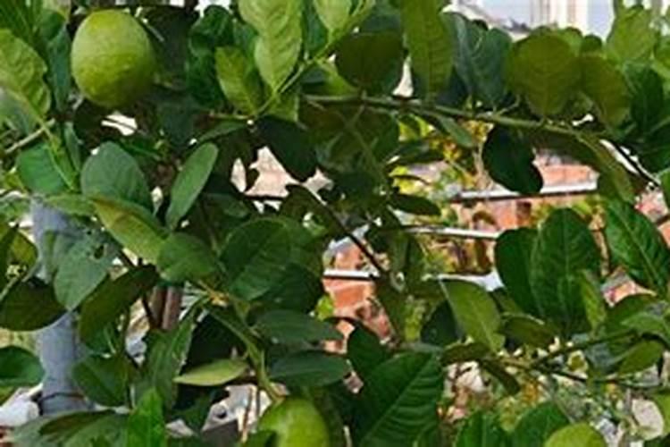 在盆栽柠檬怎样施复合肥？