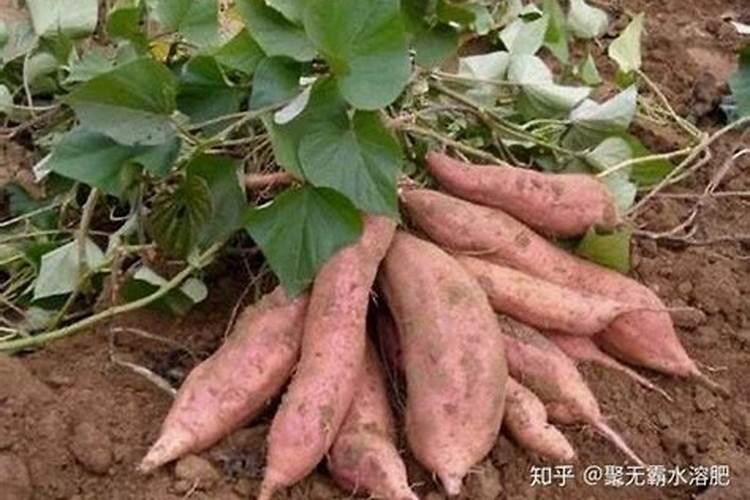 种地瓜用什么肥料好