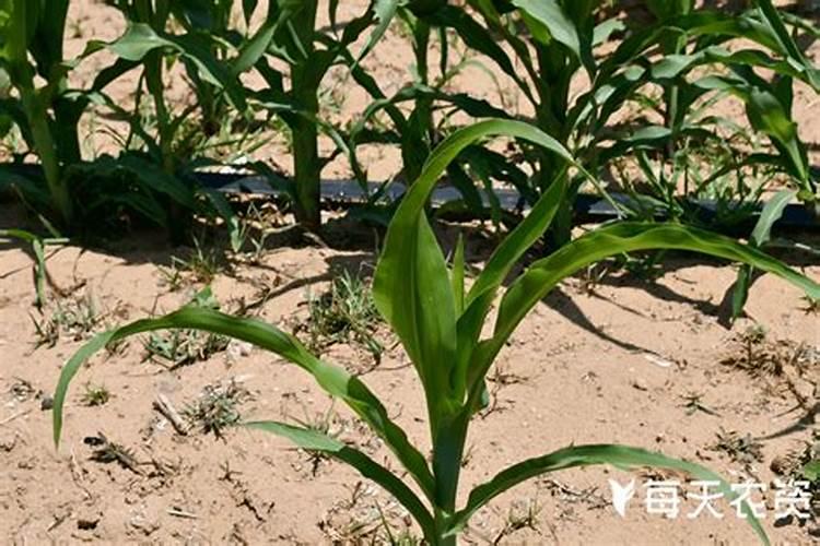 玉米苗后除草加锌肥可以吗？