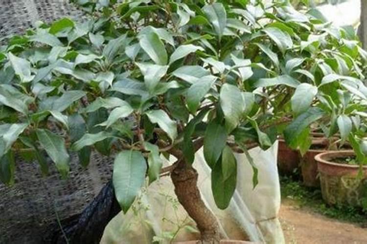 如何给桂花补磷肥水肥料？