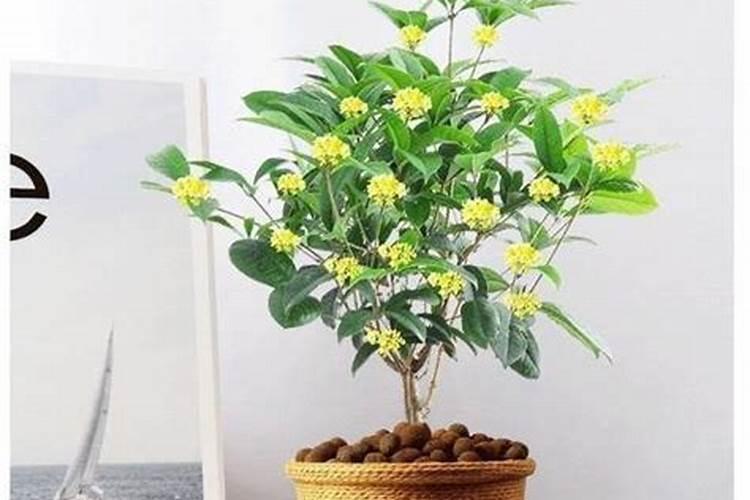 桂花树要怎么养才开花 桂花树要如何养才开花