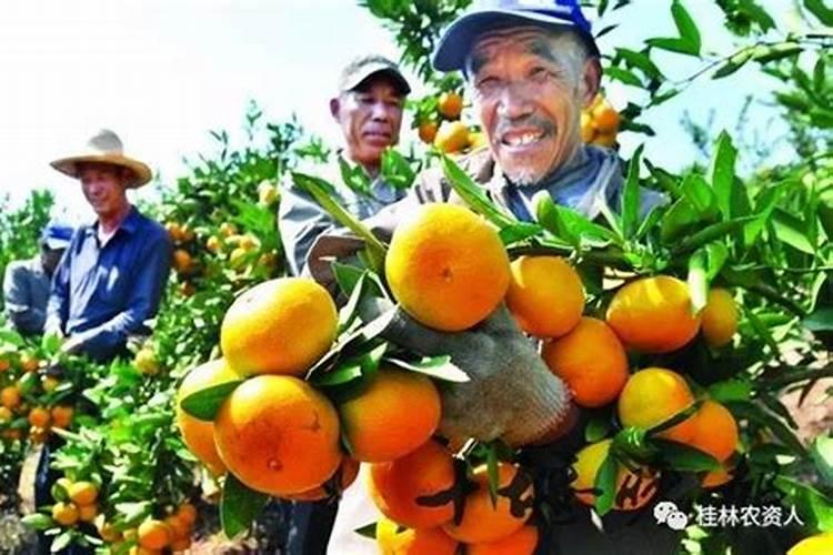 柑橘保花保果的主要技术措施有哪些？