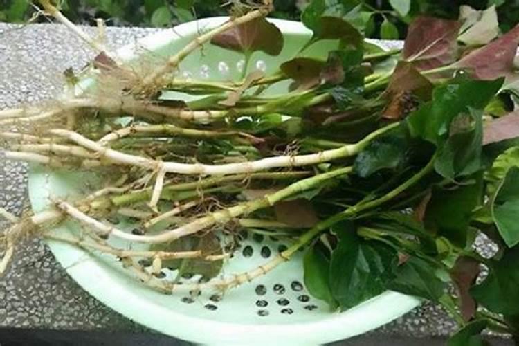 鱼腥草怎么种植方法