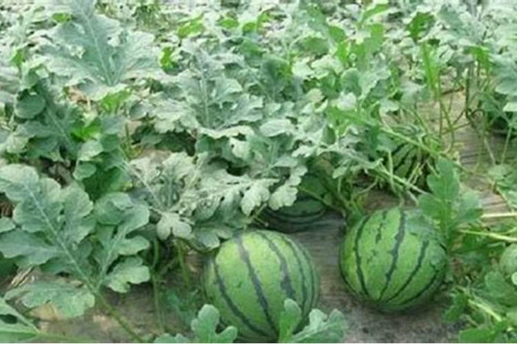 有人说种植西瓜的时候可以用白糖增加甜度,有科学依据吗？