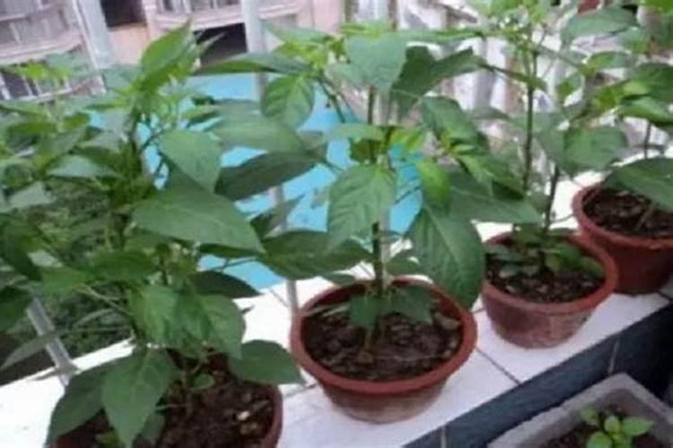 盆栽辣椒施肥方法