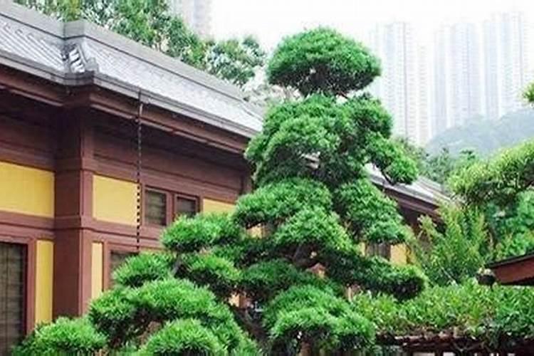 罗汉松为什么施用氮肥养护？
