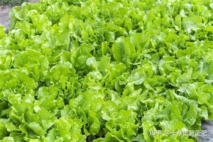 冬天蔬菜用什么叶面肥比较好？