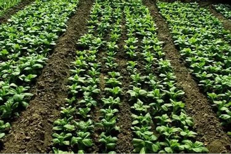 种蔬菜用什么肥料最好