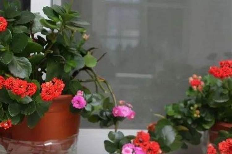 如何用磷钾肥养护花卉