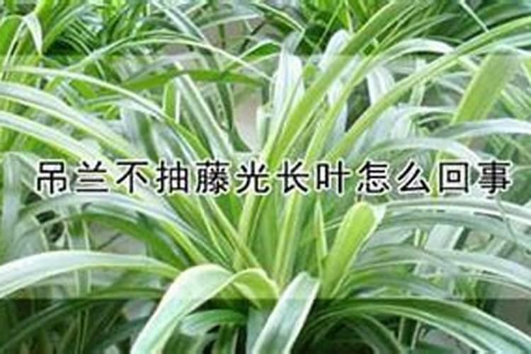 吊兰为什么不抽枝