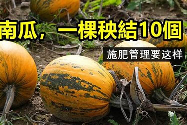 南瓜如何施肥才能高产多产？南瓜在不同生长期该怎样施肥？