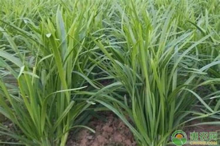 韭菜施什么肥最壮