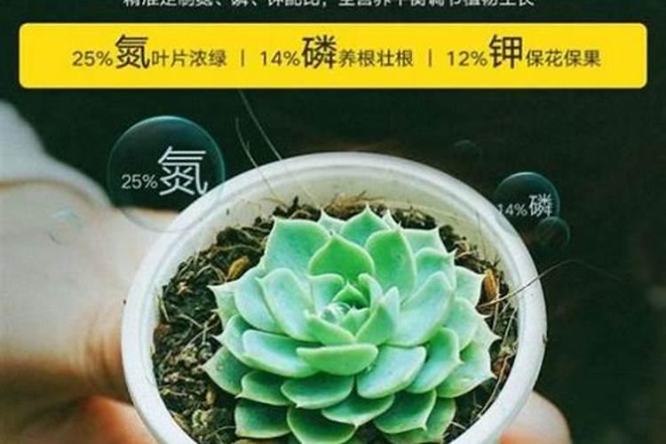 多肉植物需要什么肥料