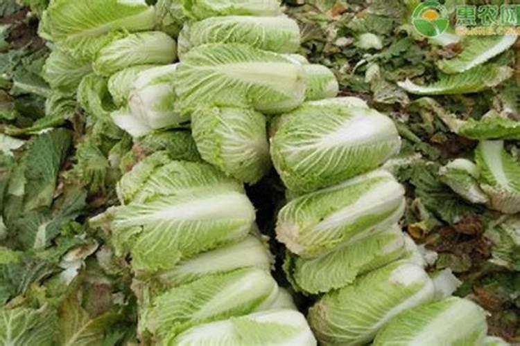 十大最营养蔬菜排行榜前十名