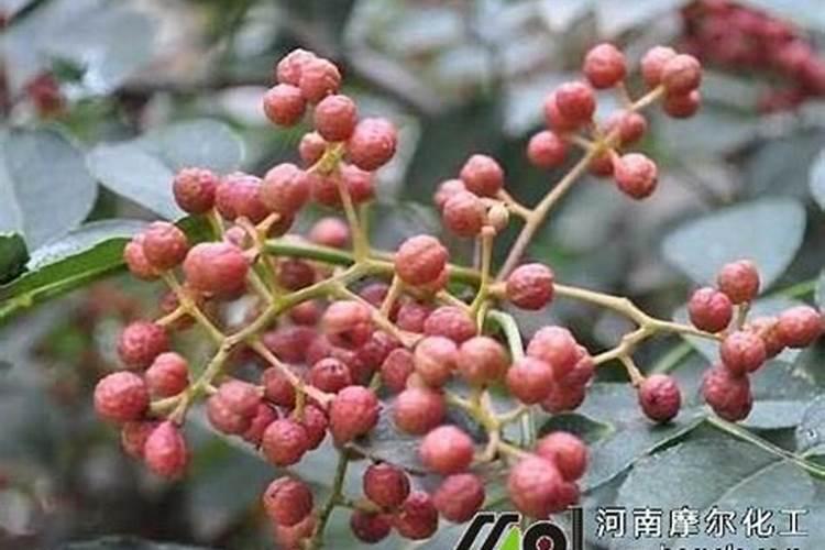 花椒树上啥水溶肥最好？