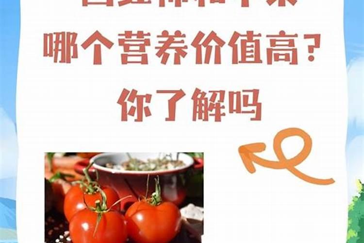 钾肥与西红柿哪个营养价值高一些？
