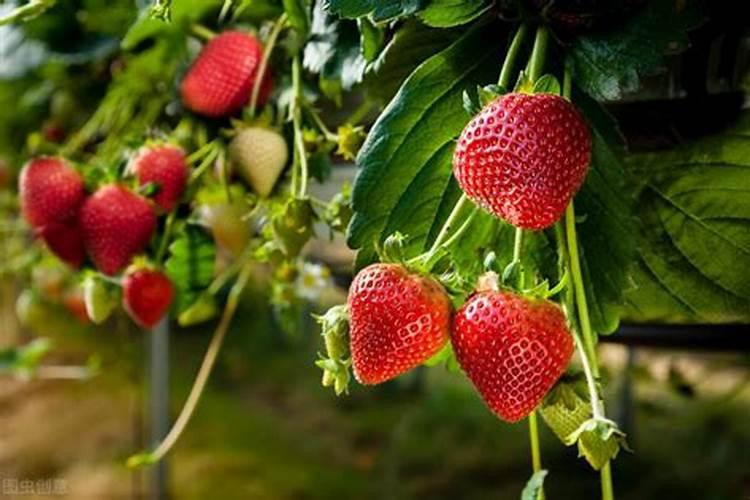 草莓施什么肥料果大？3类肥料农民朋友要把握好