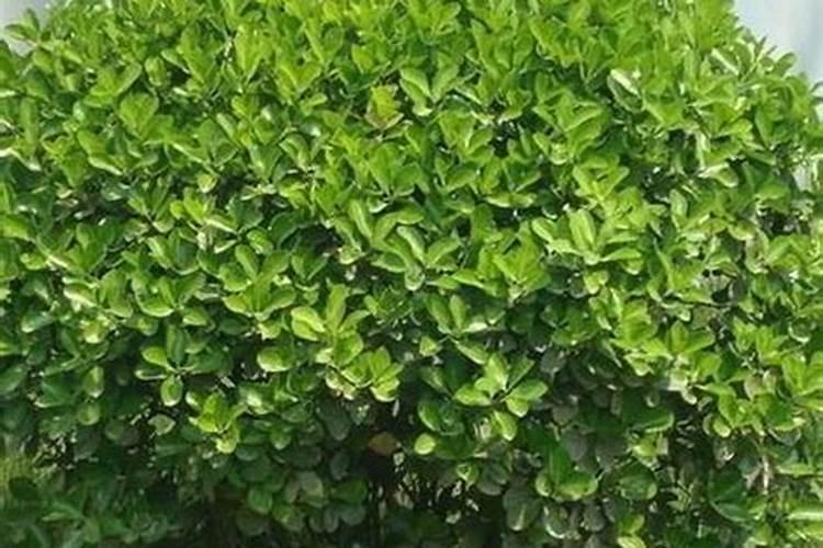 冬青树叶子发黄怎么办用什么肥料