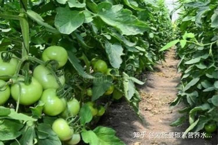 常用锌肥有哪些施用方法