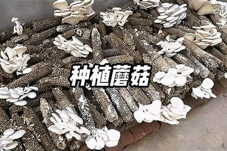 怎样用玉米芯养蘑菇