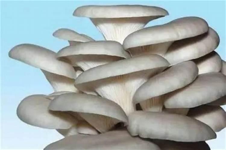 种平菇产量高的配方