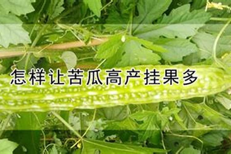 如何增加苦瓜挂果