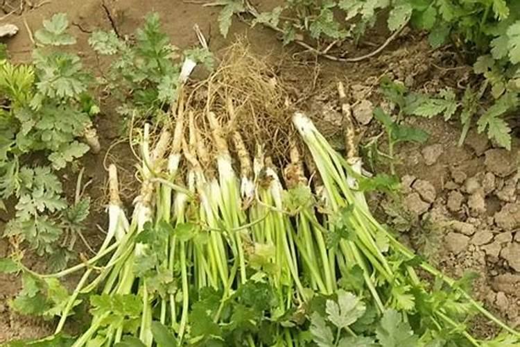 香菜最忌什么肥料施肥最好