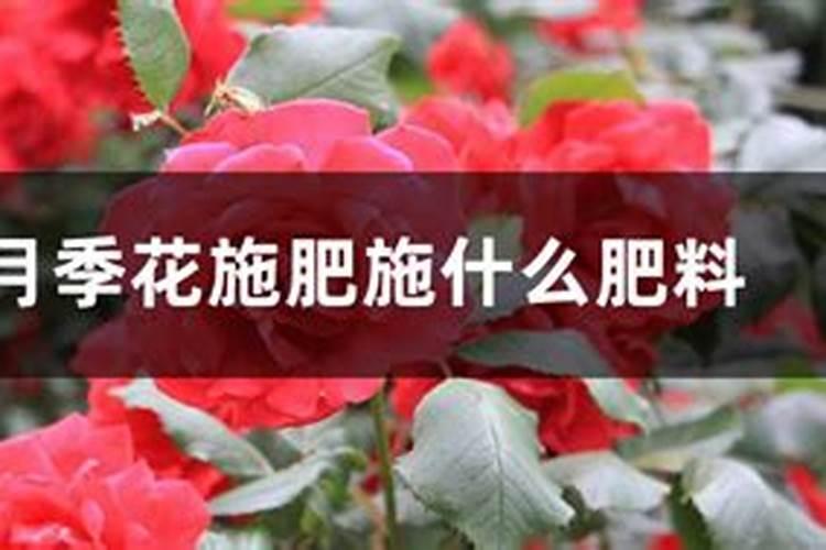 月季花的施加肥料需要注意什么