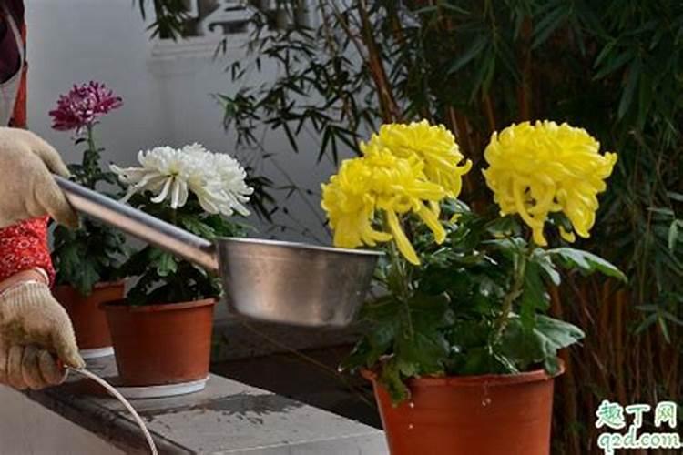 嫩柳枝泡水能当浇花的肥料使用吗？