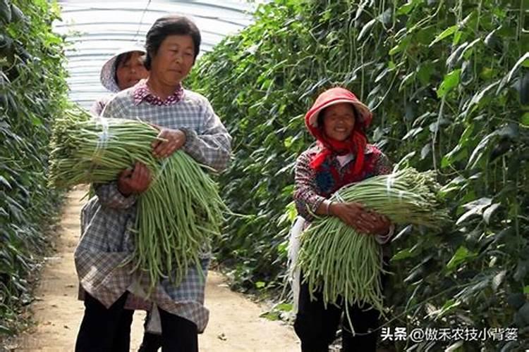 大棚豆角怎样管理开花多