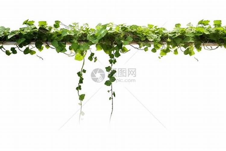 藤蔓植物少落叶(藤蔓植物少落叶的养护技巧及选择指南)