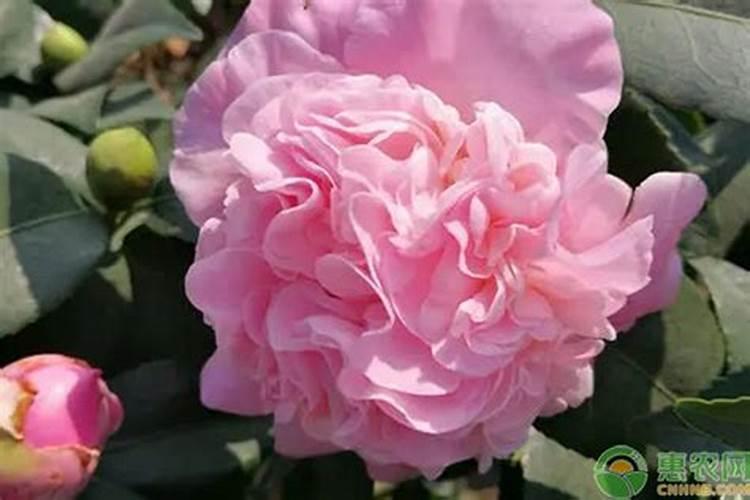 茶花树施什么肥料最好